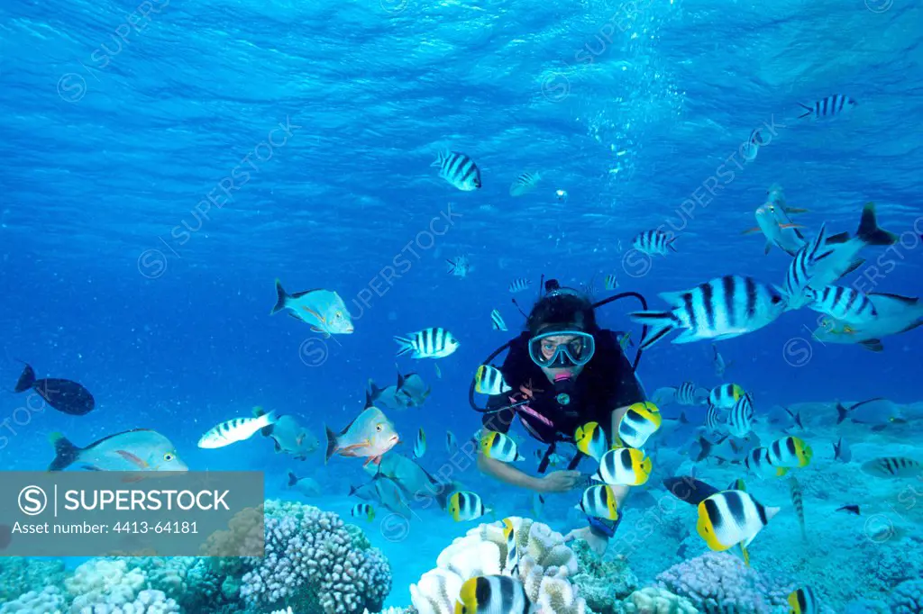 Diver in the middle of a school of fishes Rangiroa Tuamotu