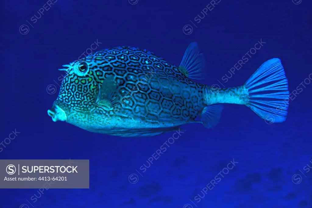 Honeycomb Cowfish swimming in open water Bahamas