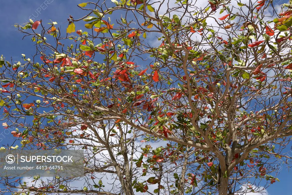 Foliage of a Tropical Almond Grande Terre Guedaloupe