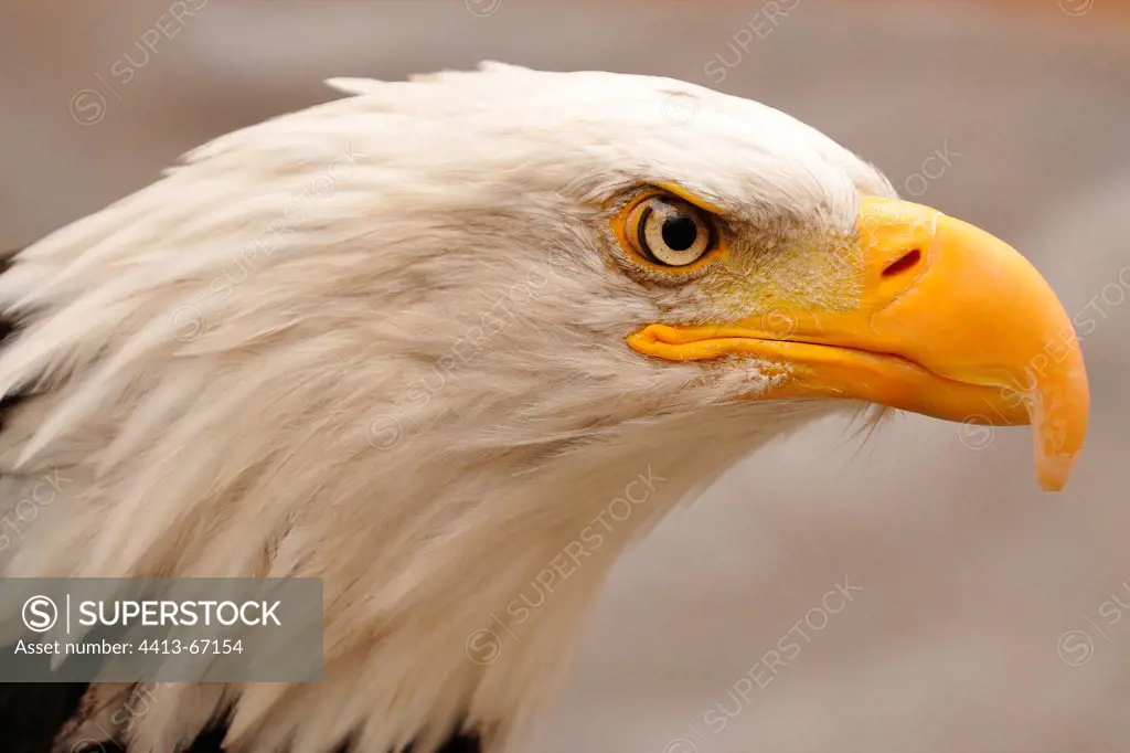 Portrait of Bald Eagle Alaska USA