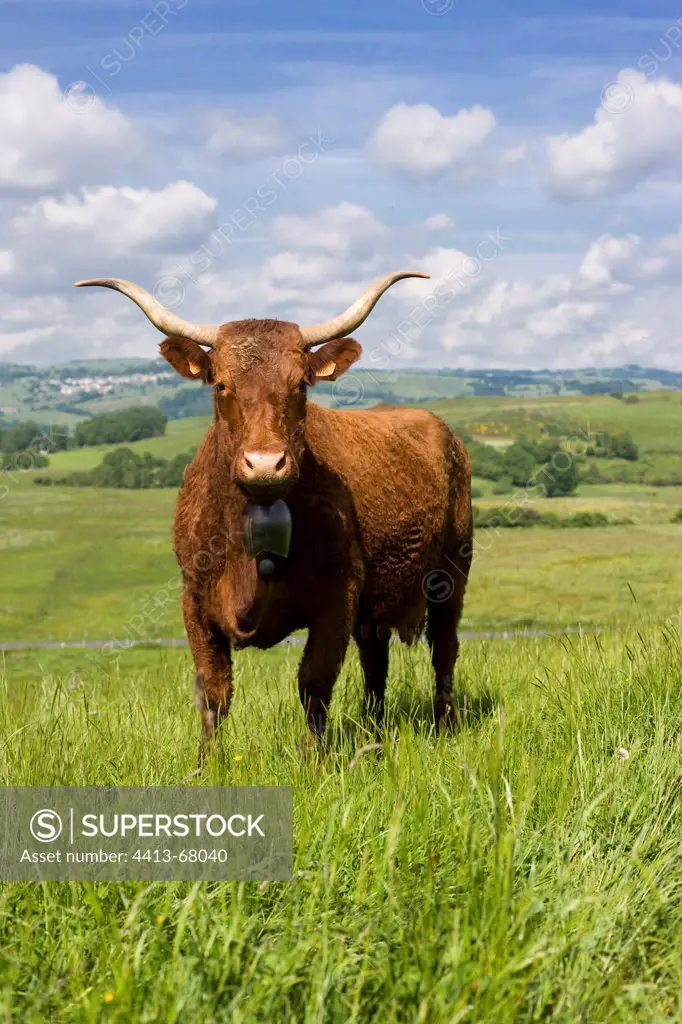 Portrait of a Salers cow in a meadow Cantal France