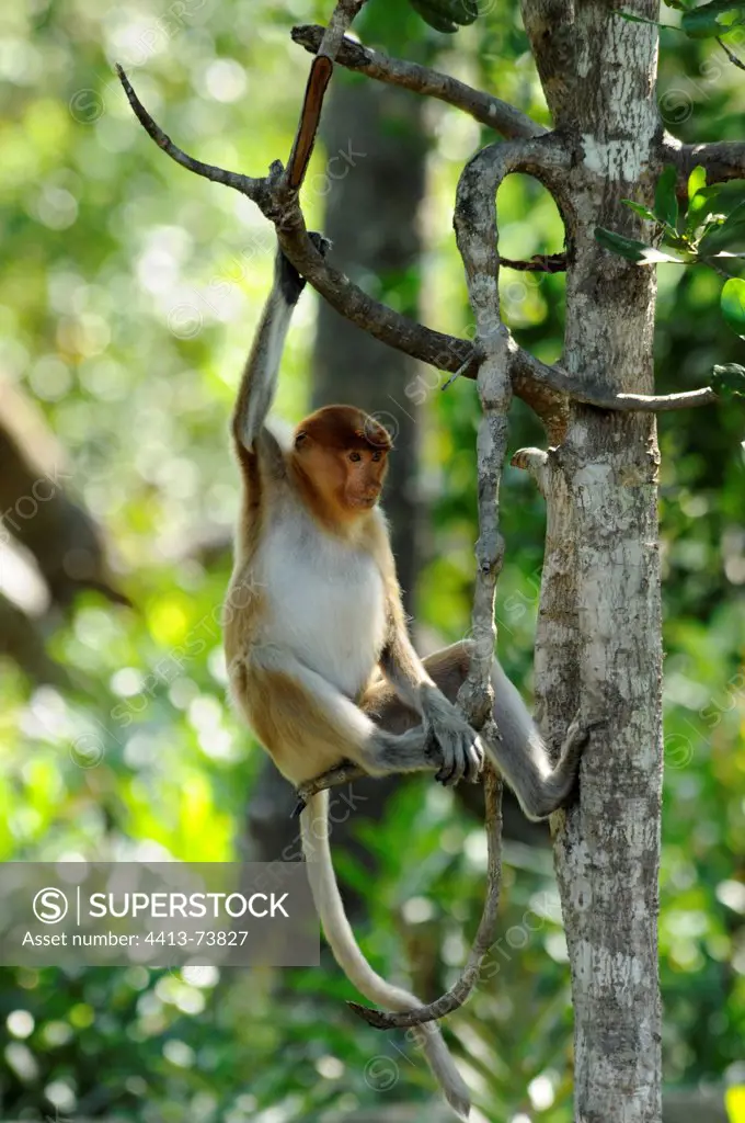 Young Proboscis Monkey hanging from a branch Sabah