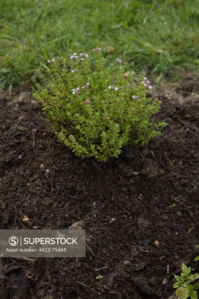 Pantation of a thyme in clayish soil