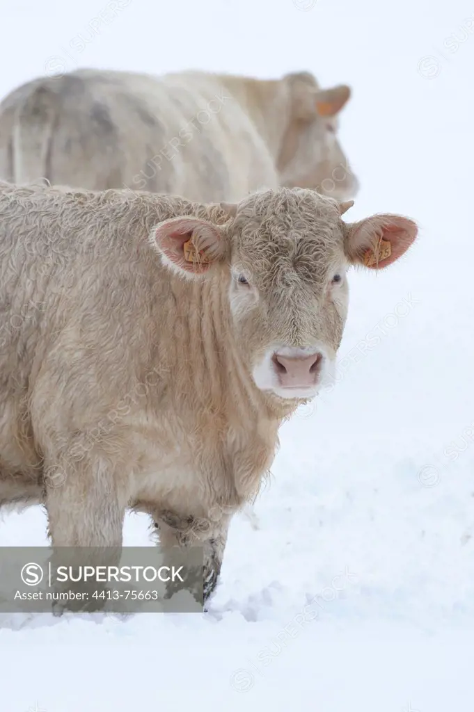 Charolaise Cows in the snow Lozère France