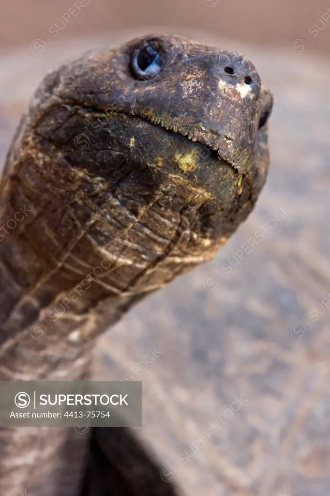 Portrait of a Galapagos giant tortoise Sierra Negra