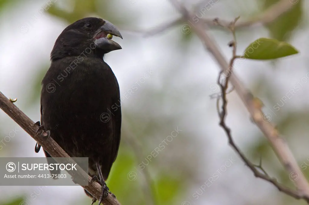 Large Ground-finch on Santa Cruz Island Galapagos Islands