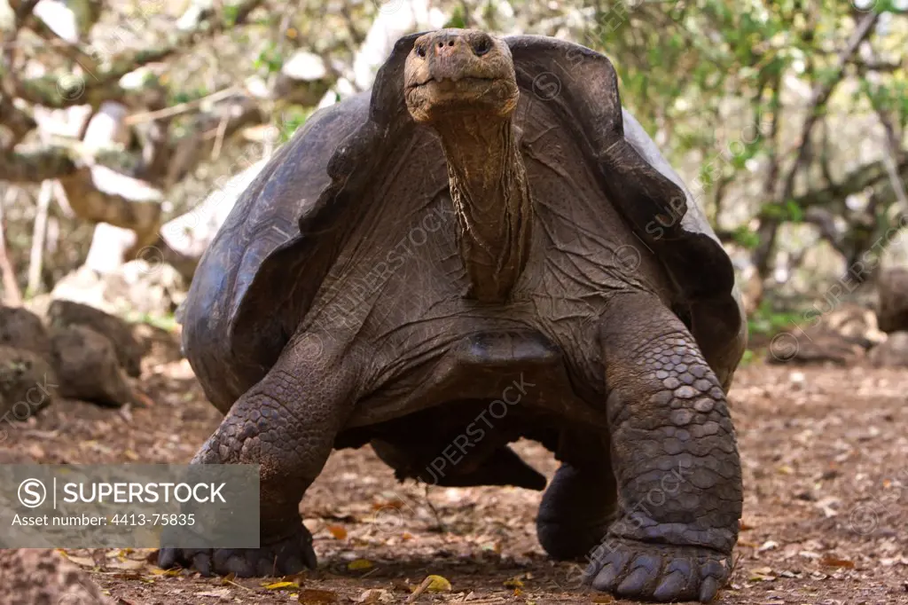 Galapagos giant tortoise from the island of San Cristobal