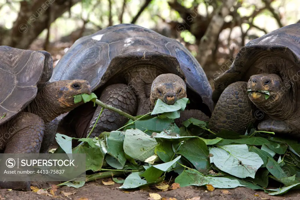 Galapagos giant tortoise from the island of San Cristobal