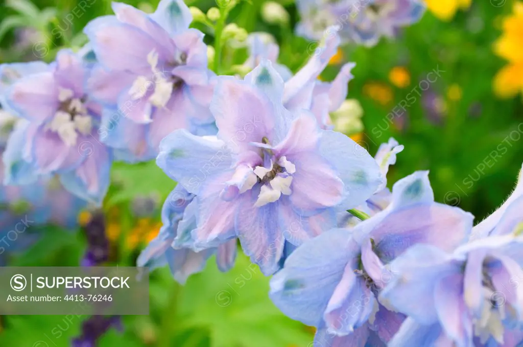 Delphinium in bloom in a garden