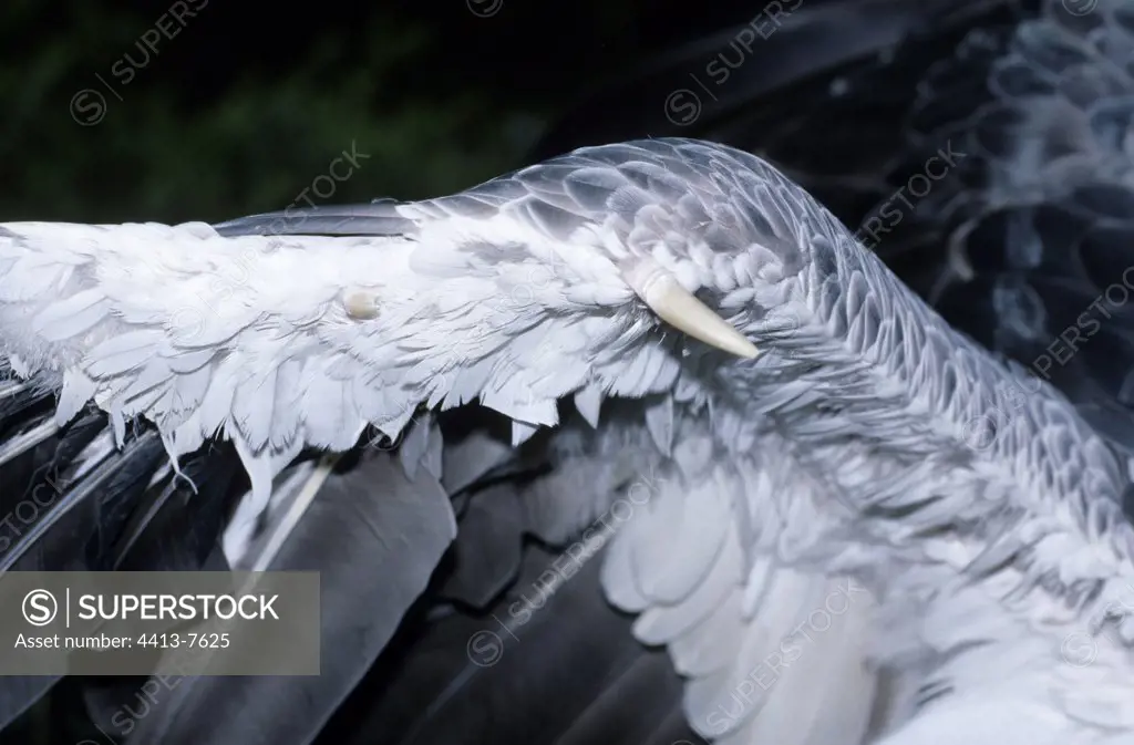 Spur in the wing of Southern Screamer