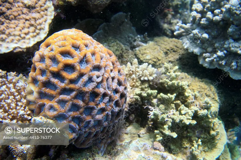 Landscape of coral reefs Mayotte Comoros Archipelago