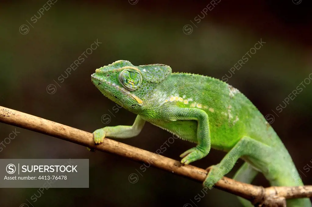 Chameleon Mayotte returning his eyeball