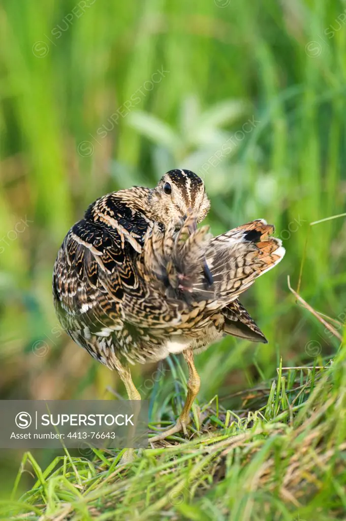 Great snipe preening in a marsh Poland