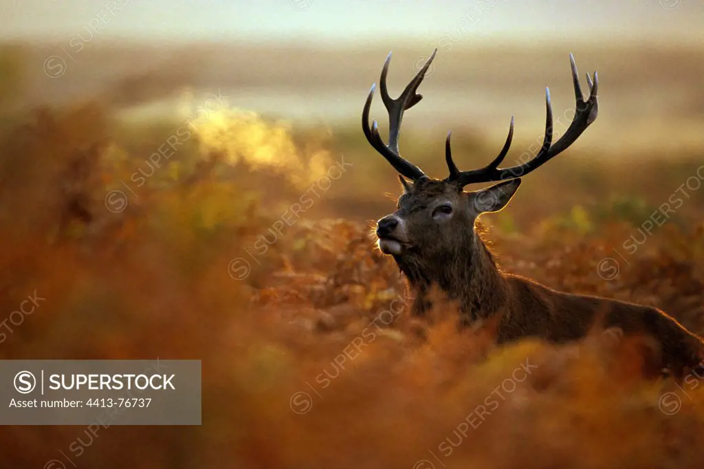 Stag Red deer standing in ferns