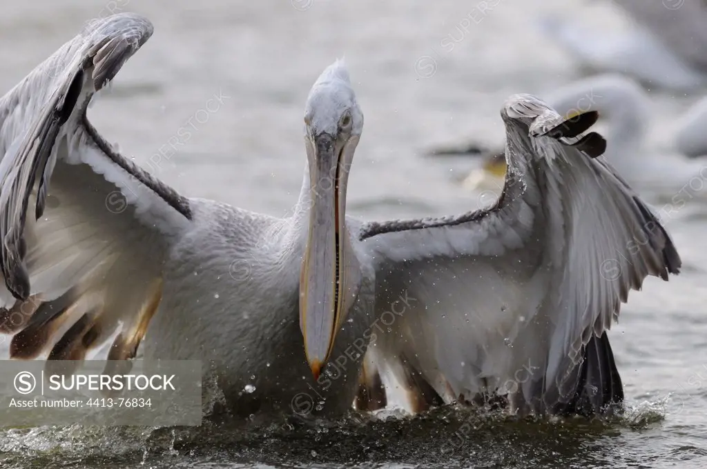 Dalmatian pelican spreads its wings on the water Europe