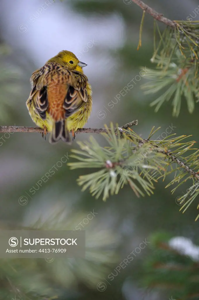 Yellow hammer male on conifere branch Finland