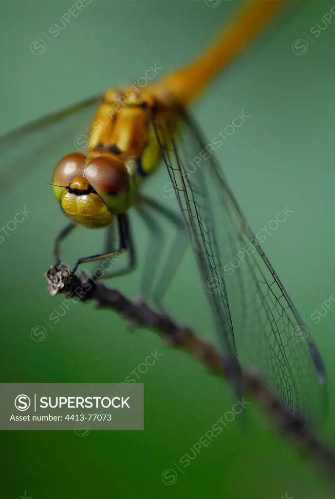 Dragonfly on a branch Alsace France