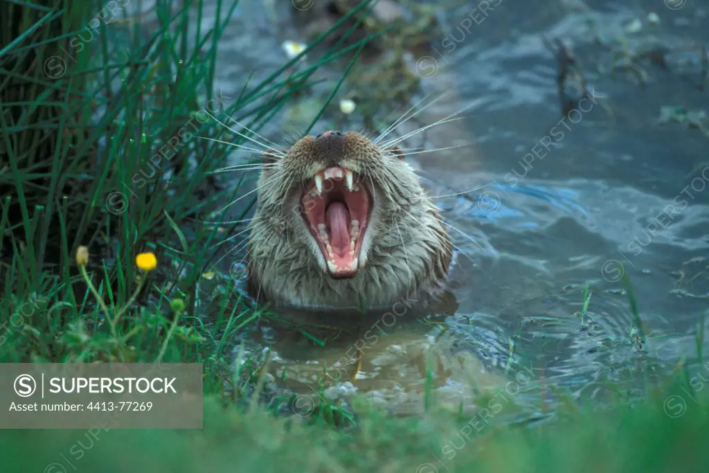 European otter yawning