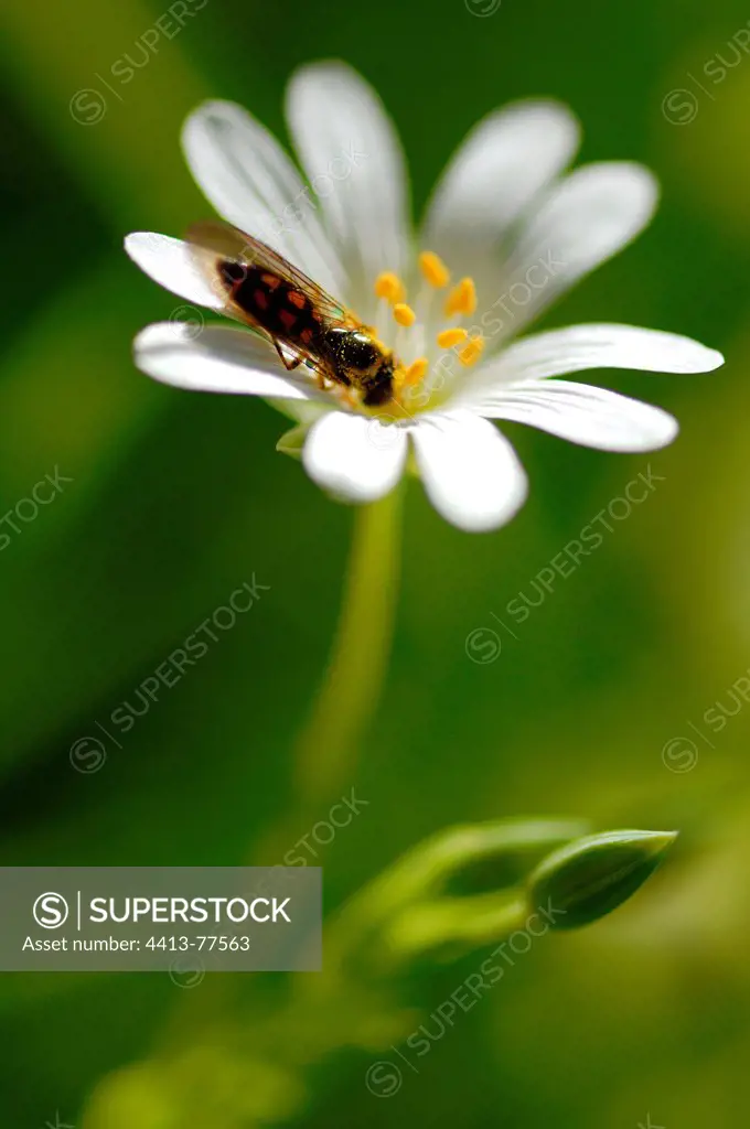 Syrphid Fly feeding on a Mouse-ear flower