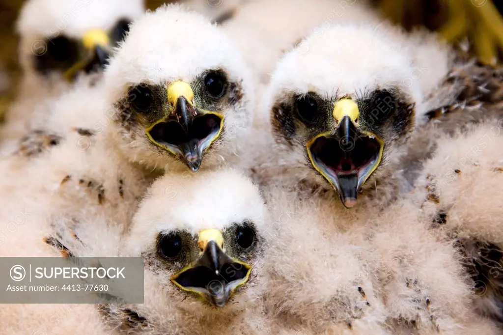 Young Montagu's harriers in nest Chamapgne France