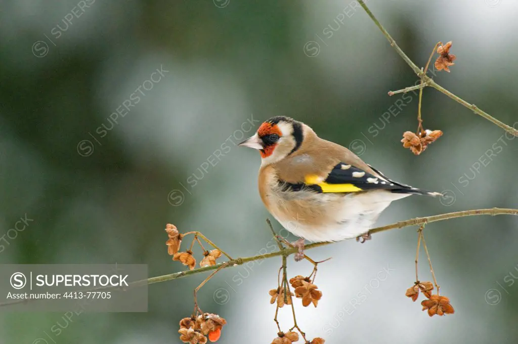 Goldfinch on a branch in winter France