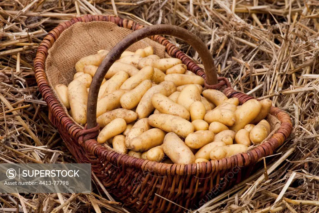 Harvest of potatoes 'Ratte' at the kitchen garden