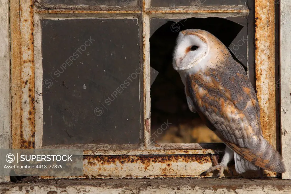 Barn owl standing near a broken window GB