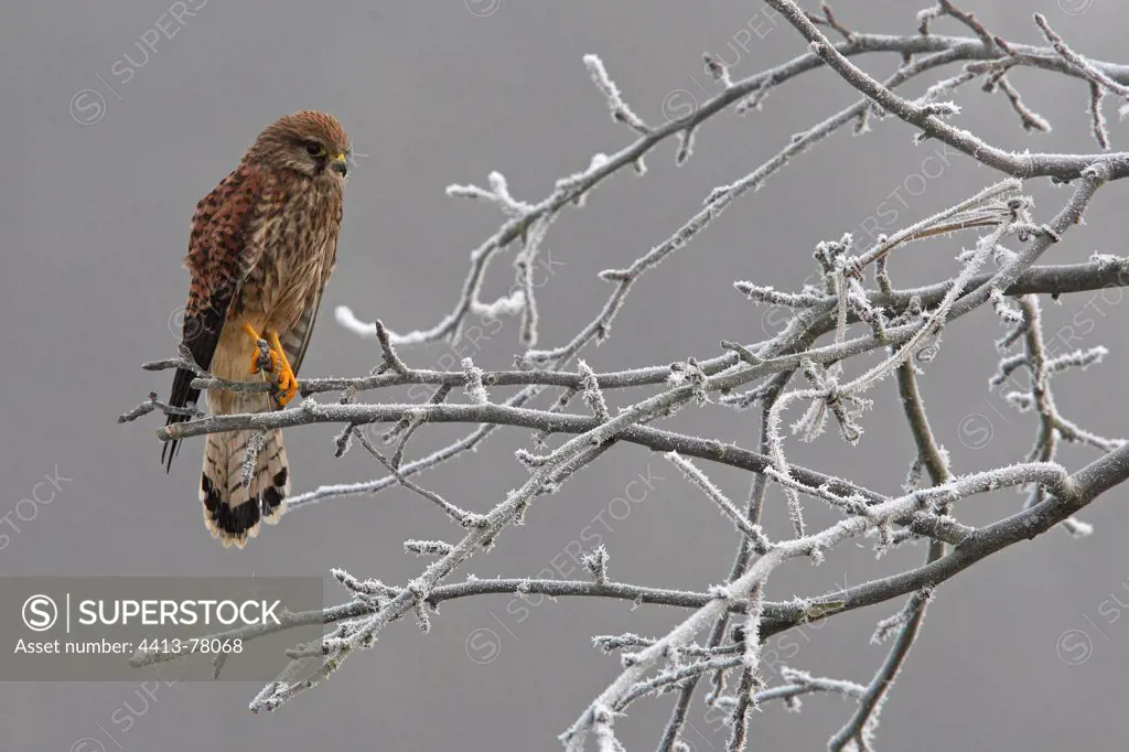 Female Krestrel on a frosty branch