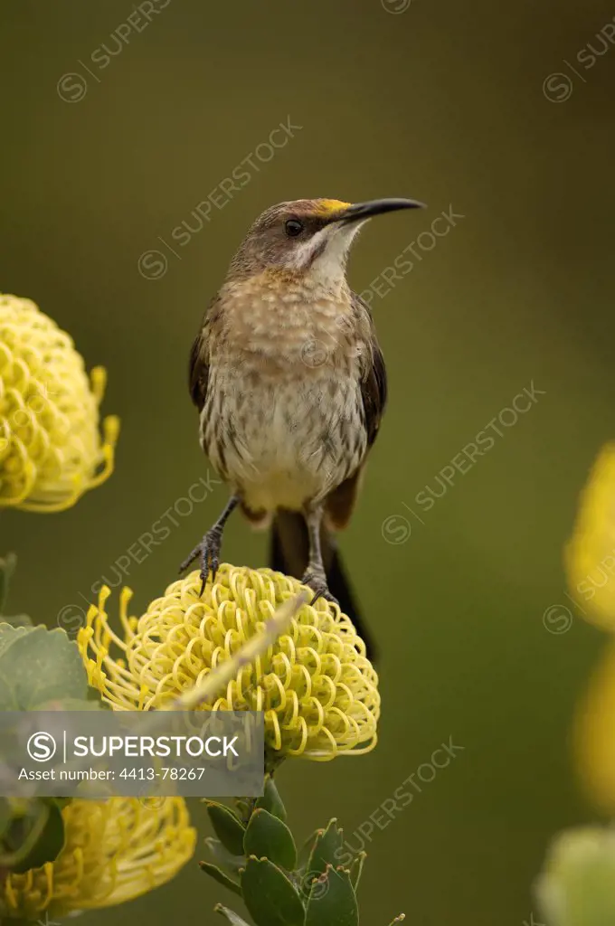 Cape Sugarbird on Pincushion flower South Africa