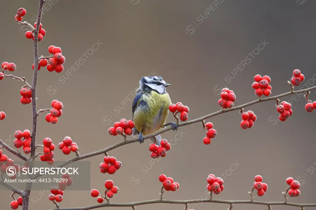 Blue tit on a branch Scotland