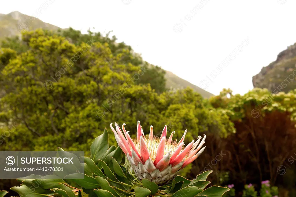 King Protea flower Fynbos South Africa