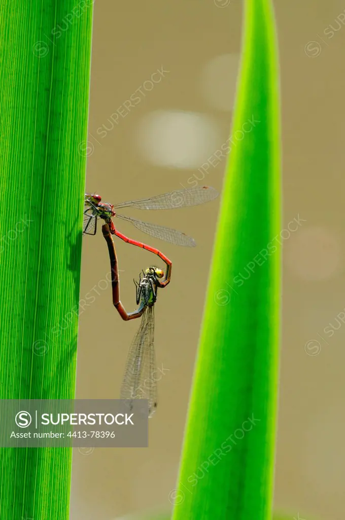 Mating of Damselflies Normandie France