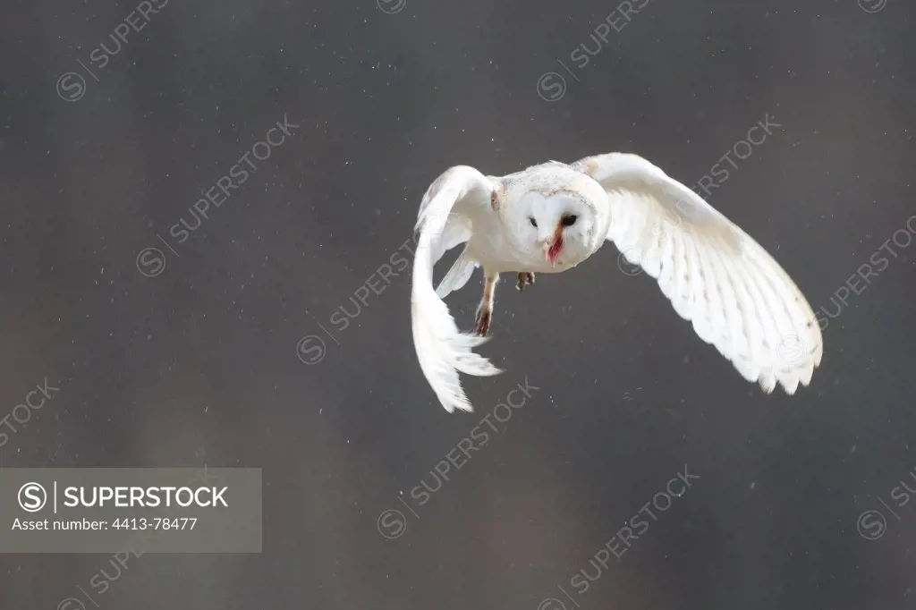 Barn Owl flying