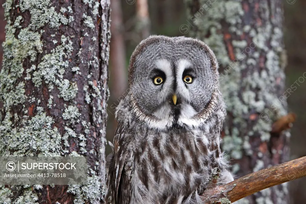 Portrait of a Great Grey Owl