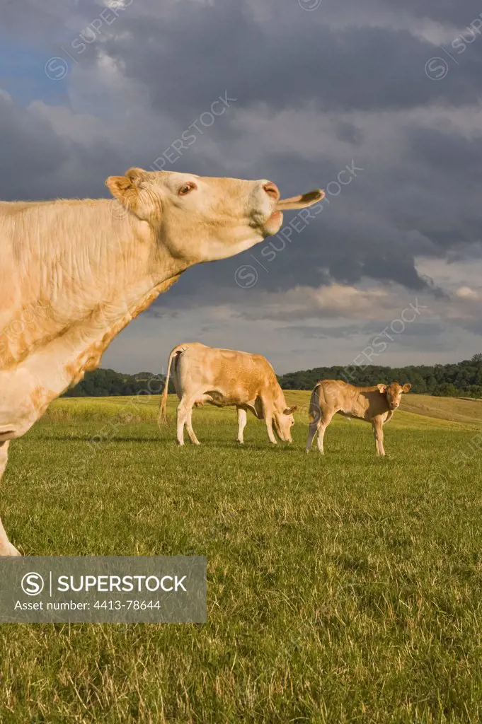 A Blonde d'Aquitaine cow in a meadow with a calf