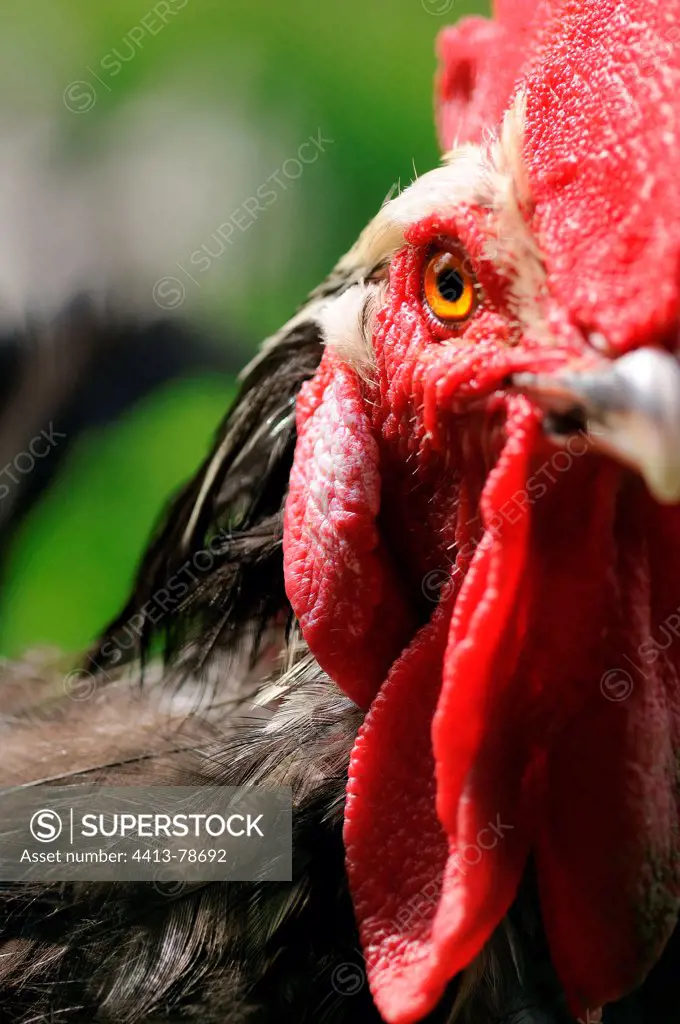 Head and crest of a 'Gourney' Cock watching France