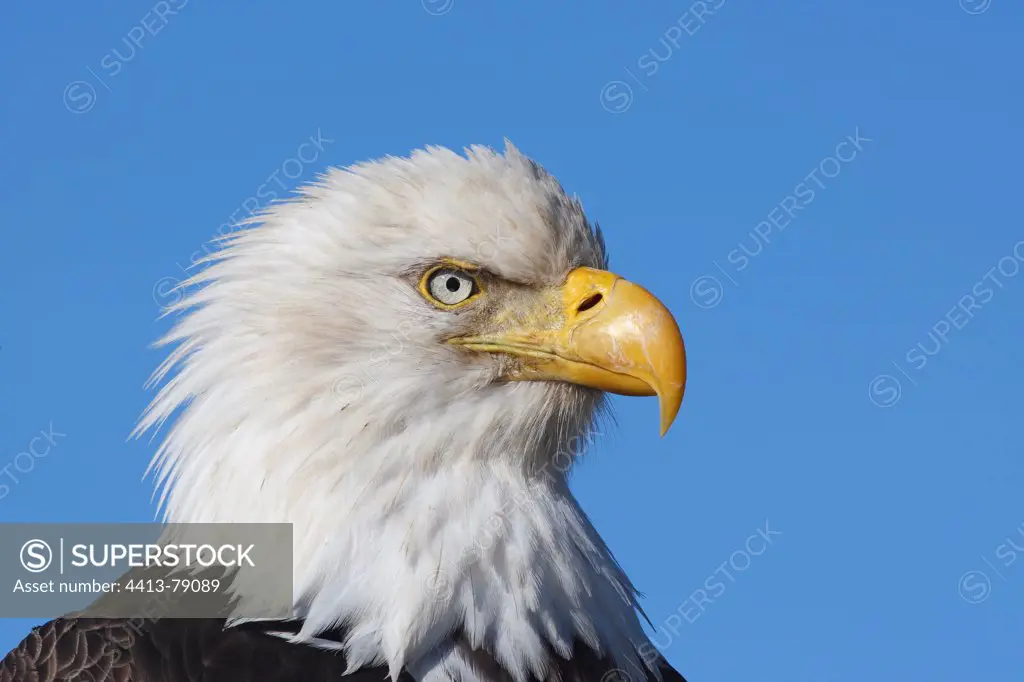 Portrait of a Bald Eagle Alaska