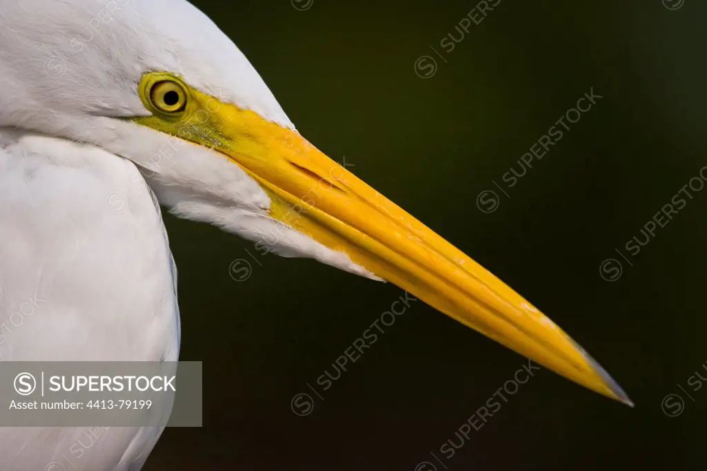 Portrait of a Great Egret in Pantanal Brazil