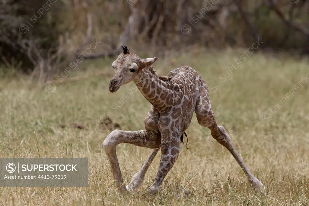 Giraffe newborn standing in savanna Kenya