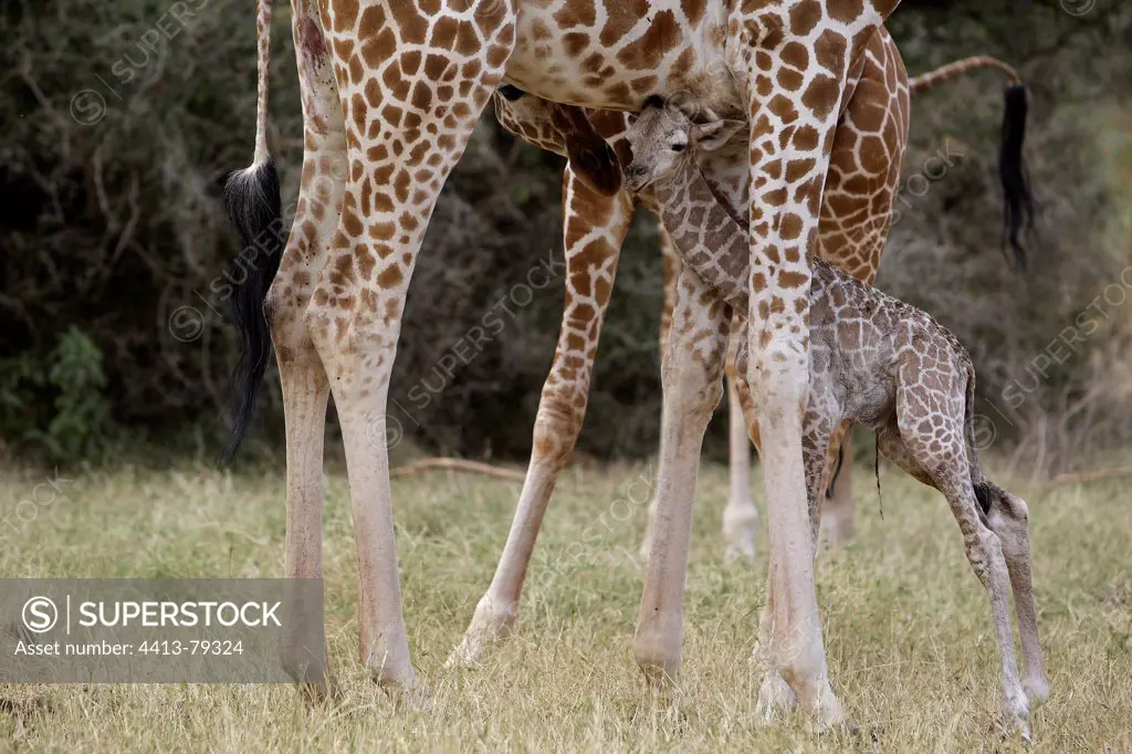 Giraffe mother and newborn child in her womb Kenya