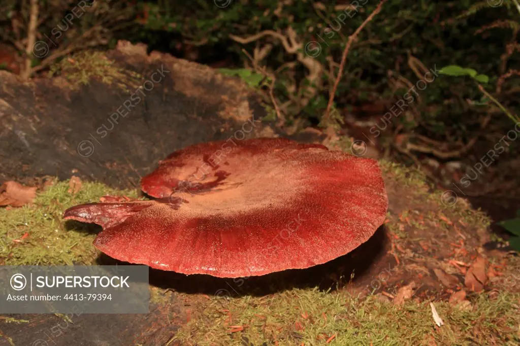 Beefsteak Fungus on a mossy stump