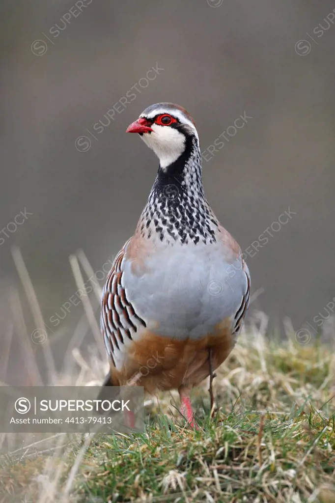 Red-legged partridge standing in a meadow England