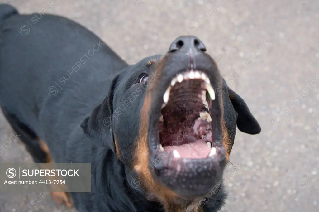 Barking Rottweiler dog.on the way France