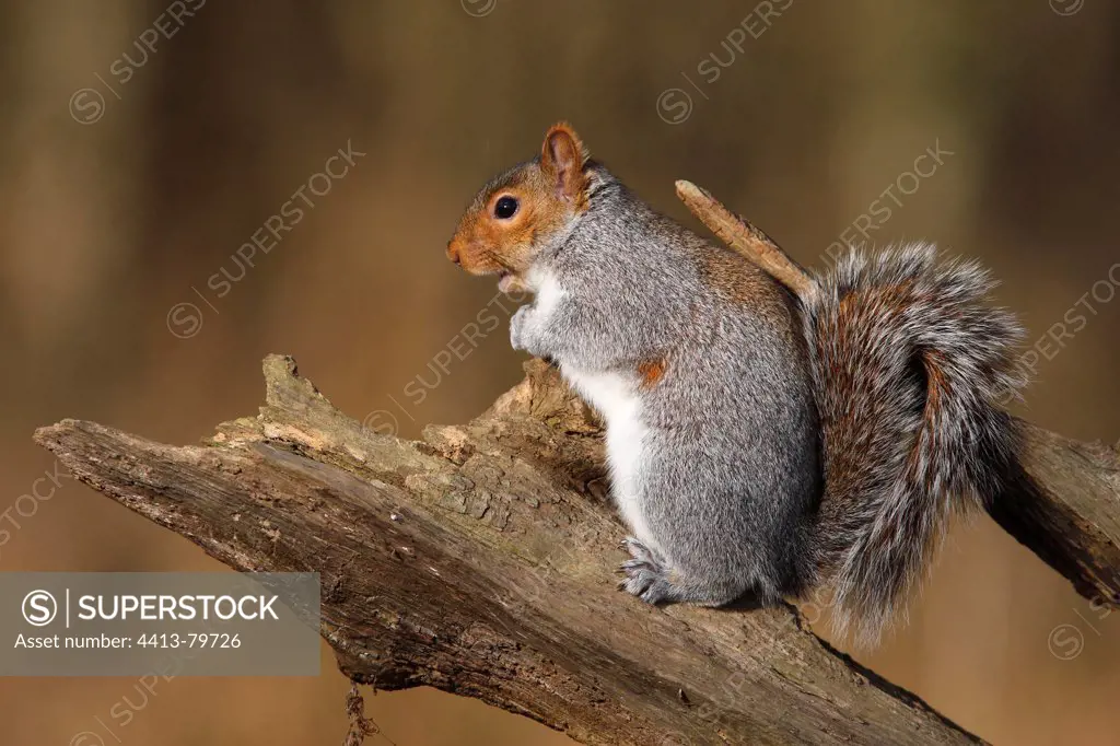 Grey squirrel standing on a dead branch Great Britain