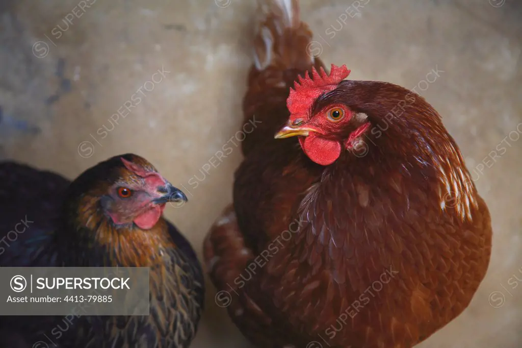 Hen on a perch in hen-house