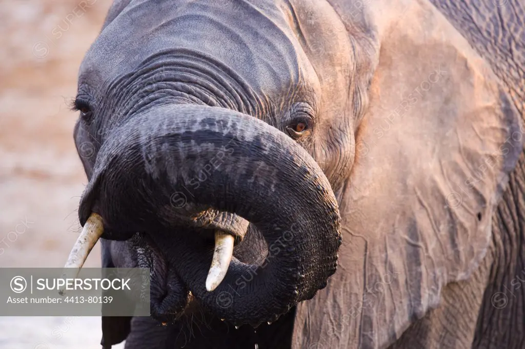 Portrait of Elephant drinking at Chobe River Botswana