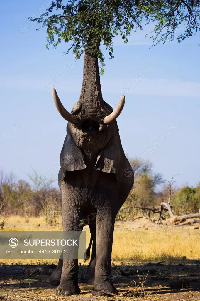 Elephant feeding on leaves of acacia tree Okavango Delta