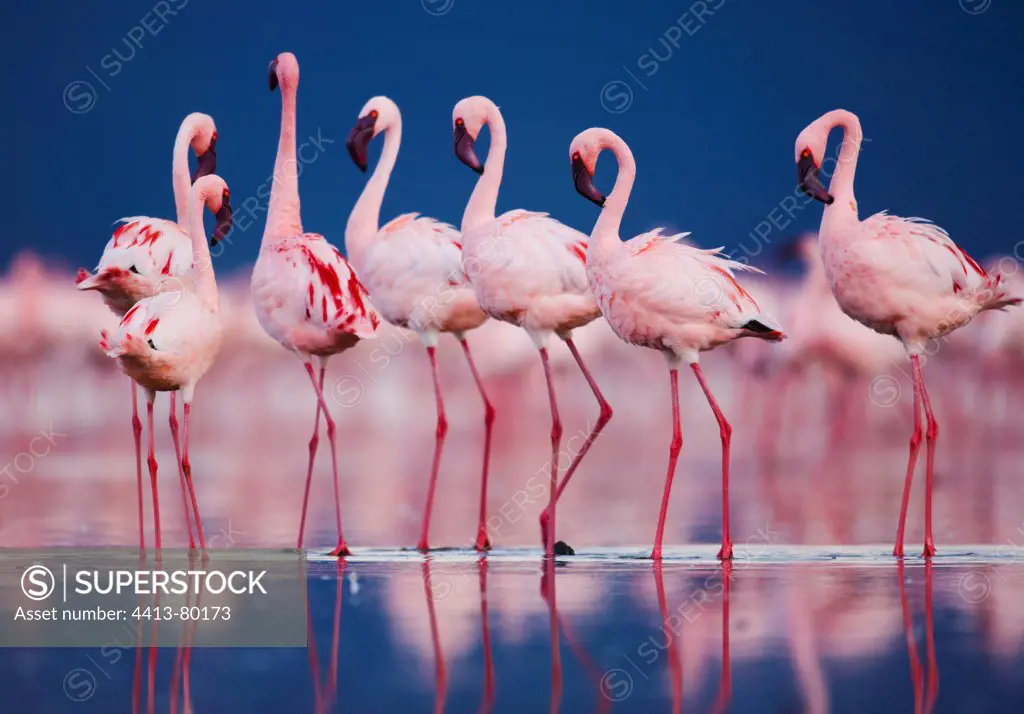 Lesser flamingos in water Lake Nakuru Kenya