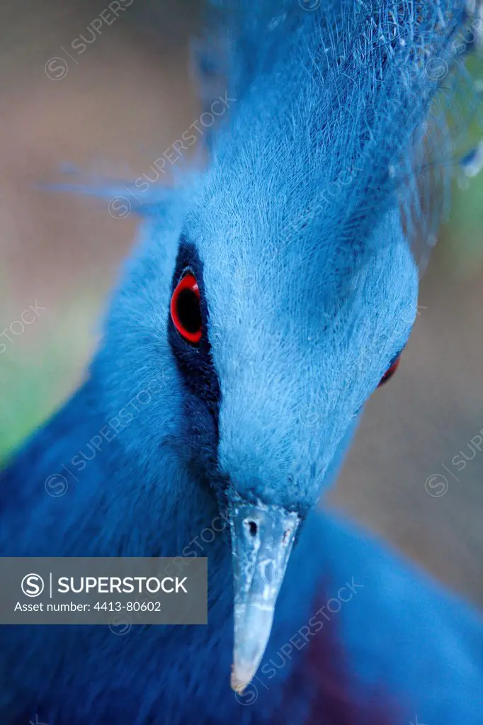 Portrait of a Victoria crowned pigeon