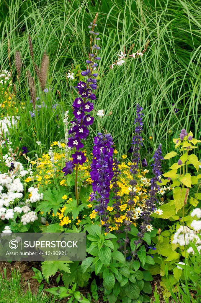 Delphinium in bloom in a garden in summer